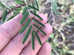 Vachellia farnesiana