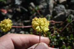 Eriogonum umbellatum