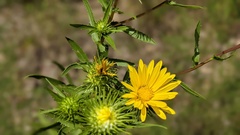 Grindelia lanceolata