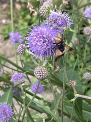 Volucella pellucens