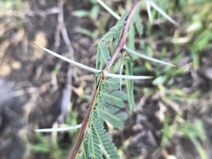 Vachellia farnesiana
