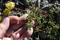Eriogonum umbellatum