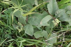 Symphoricarpos occidentalis