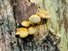 Gymnopilus luteus