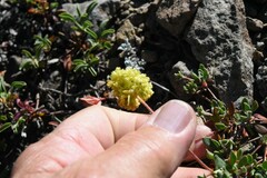Eriogonum umbellatum