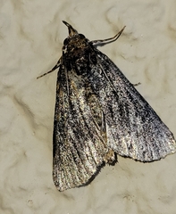 Omphalocera occidentalis