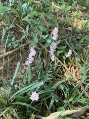 Liriope