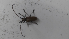 Celosterna scabrator