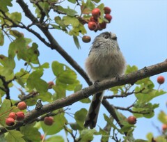 Aegithalos caudatus