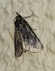 Omphalocera occidentalis