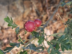 Andricus quercustozae