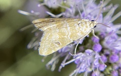 Hellula