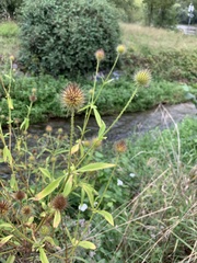 Dipsacus strigosus