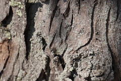 Physcia millegrana
