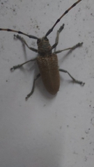 Celosterna scabrator