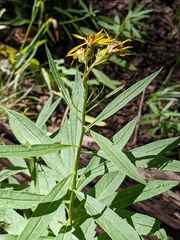 Senecio serra