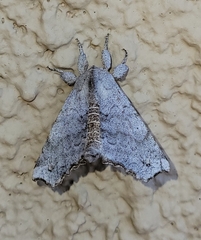 Olceclostera seraphica