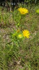 Grindelia lanceolata