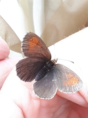 Erebia tyndarus