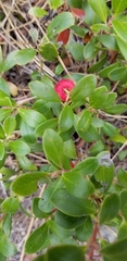 Arctostaphylos uva-ursi