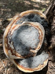Fomitopsis pinicola