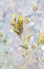 Cordylanthus rigidus