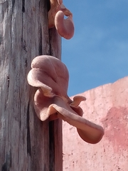 Tapinella panuoides