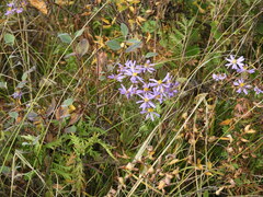 Galatella angustissima