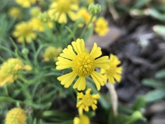 Helenium amarum