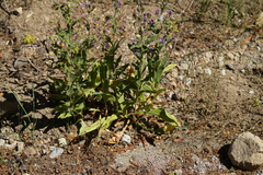 Eurybia