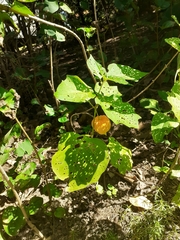 Alkekengi officinarum