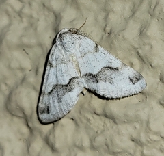 Macaria pallipennata