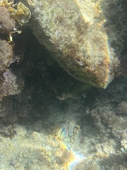 Epinephelus marginatus