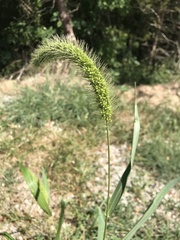 Setaria faberi