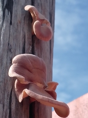 Tapinella panuoides
