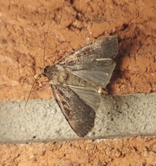 Pseudohermonassa bicarnea