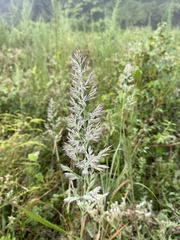 Calamagrostis