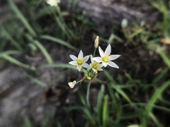 Nothoscordum bivalve