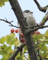 Aegithalos caudatus