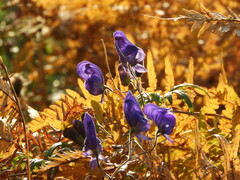 Aconitum volubile
