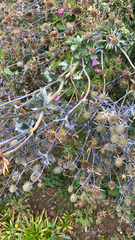 Eryngium