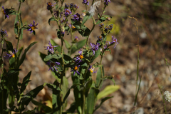 Eurybia