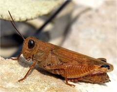 Calliptamus italicus