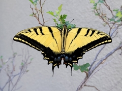 Papilio multicaudata