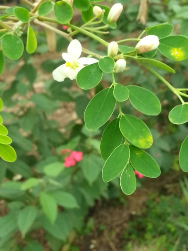 Moringa tree