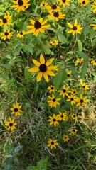 Rudbeckia fulgida