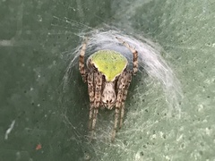 Araneus detrimentosus