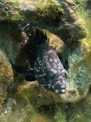 Epinephelus marginatus