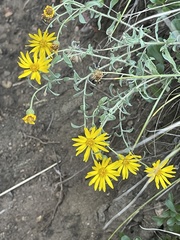 Heterotheca hirsutissima