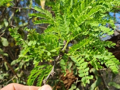 Vachellia robusta